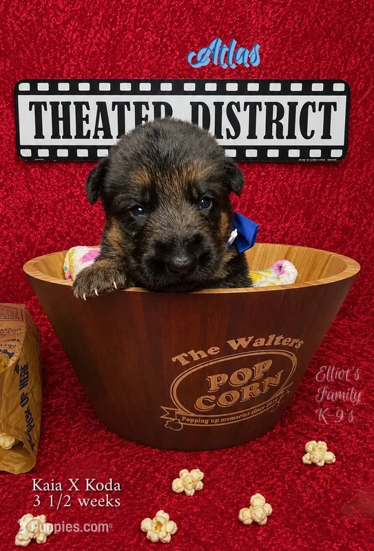 Atlas – German Shepherd Dog puppy for sale in Webberville, MI