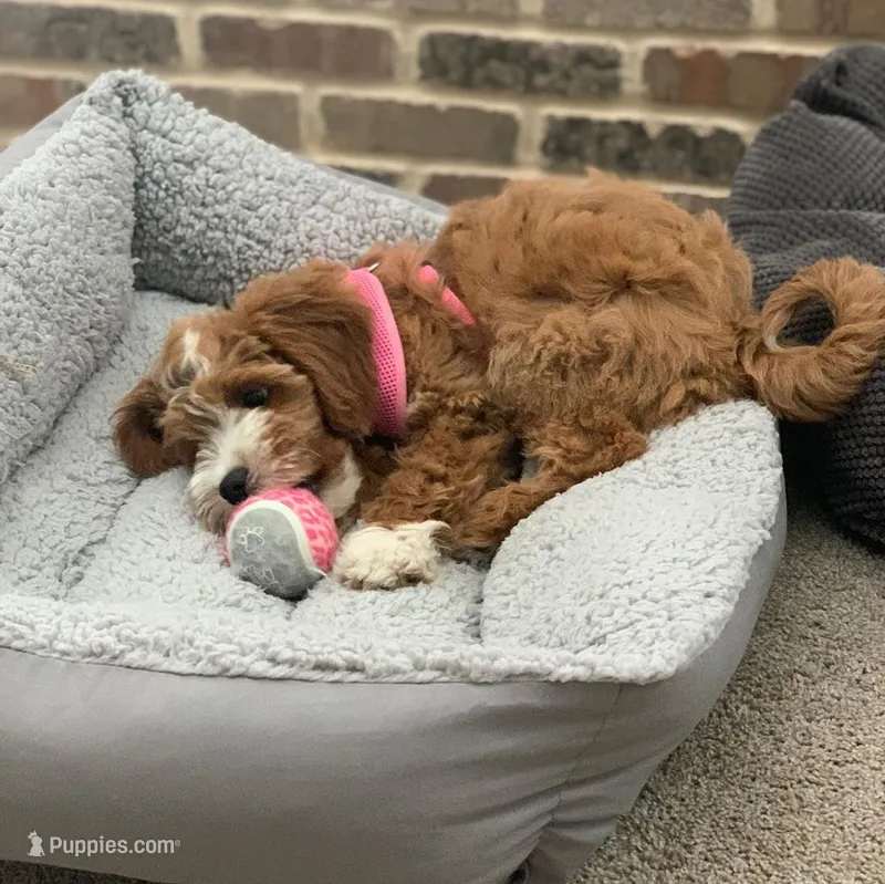 Ann – Goldendoodle puppy for sale in California City, CA