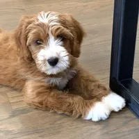 Ann, a female Goldendoodle for sale in California City, CA – 3 of 4