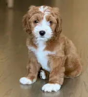 Ann, a female Goldendoodle for sale in California City, CA – 4 of 4
