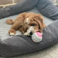 Ann, a female Goldendoodle for sale in California City, CA – 2 of 4