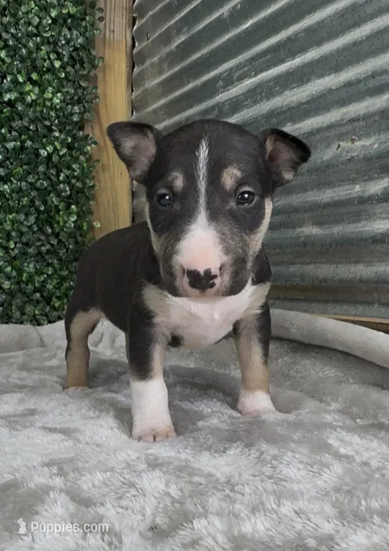 Alfie – Bull Terrier puppy for sale in West Plains, MO