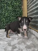 Alfie, a male Bull Terrier for sale in West Plains, MO – Photo 2 of 4