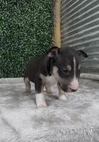 Alfie, a male Bull Terrier for sale in West Plains, MO – Photo 3 of 4