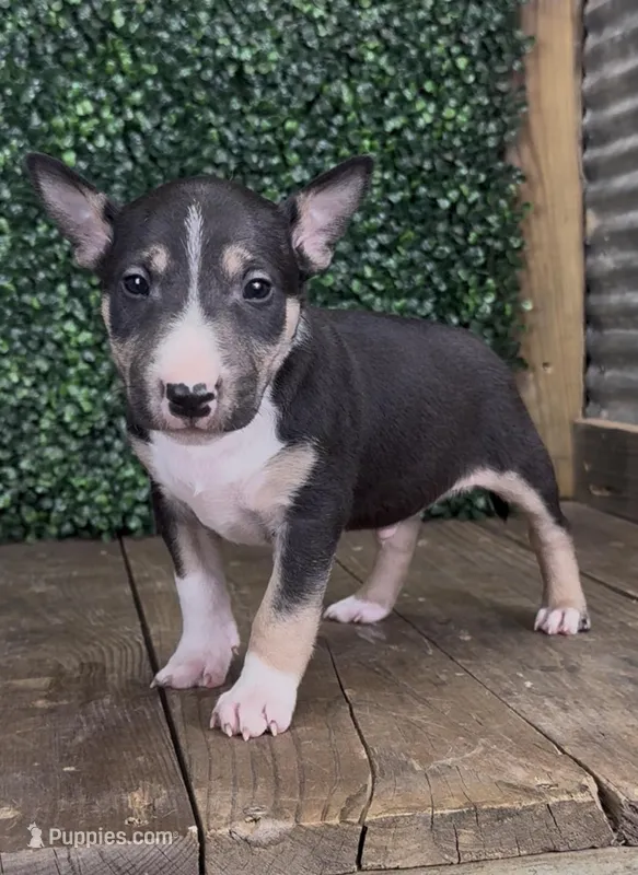 Alfie – Bull Terrier puppy for sale in West Plains, MO