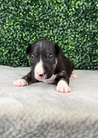 Johnny Ringo, a male Bull Terrier for sale in West Plains, MO – Photo 3 of 4