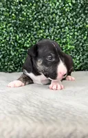 Johnny Ringo, a male Bull Terrier for sale in West Plains, MO – Photo 2 of 4