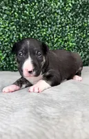 Johnny Ringo, a male Bull Terrier for sale in West Plains, MO – Photo 4 of 4