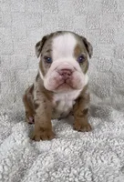 Copper, a male English Bulldog for sale in West Plains, MO – Photo 8 of 8