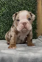 Copper, a male English Bulldog for sale in West Plains, MO – Photo 5 of 8