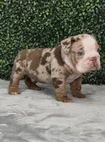 Copper, a male English Bulldog for sale in West Plains, MO – Photo 3 of 8