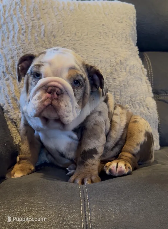 Copper – English Bulldog puppy for sale in West Plains, MO