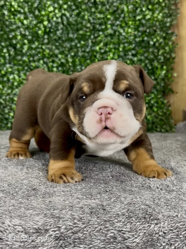 CoCo – English Bulldog puppy for sale in West Plains, MO