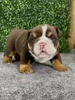CoCo, a female English Bulldog for sale in West Plains, MO – 1 of 4