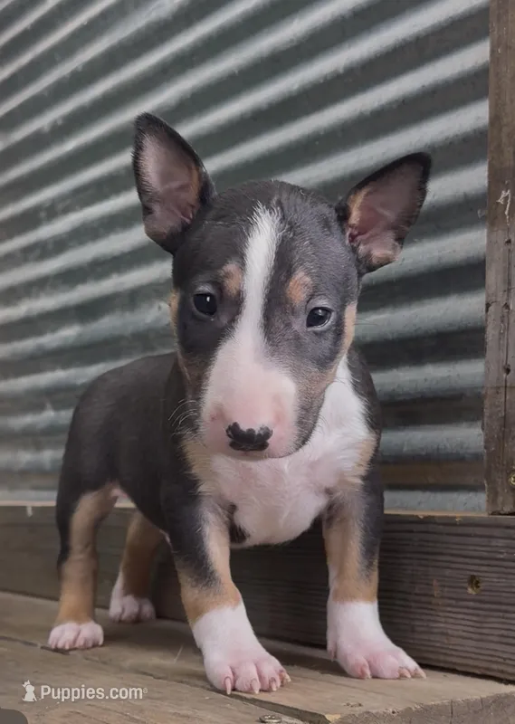 Oscar – Bull Terrier puppy for sale in West Plains, MO