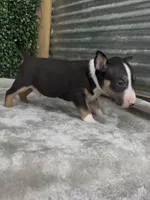 Oscar, a male Bull Terrier for sale in West Plains, MO – Photo 4 of 4