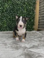 Oscar, a male Bull Terrier for sale in West Plains, MO – Photo 3 of 4