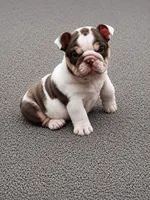 Peanut, a female English Bulldog for sale in West Plains, MO – 2 of 3
