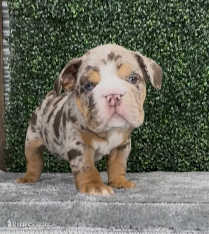 Murphy – English Bulldog puppy for sale in West Plains, MO