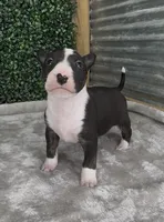 Milo , a male Bull Terrier for sale in West Plains, MO – Photo 3 of 5