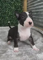 Milo , a male Bull Terrier for sale in West Plains, MO – Photo 2 of 5