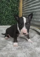 Milo , a male Bull Terrier for sale in West Plains, MO – Photo 5 of 5