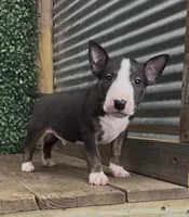 Charlie, a male Bull Terrier for sale in West Plains, MO – 3 of 4