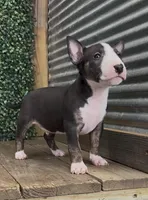 Charlie, a male Bull Terrier for sale in West Plains, MO – 2 of 4