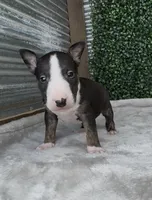 Charlie, a male Bull Terrier for sale in West Plains, MO – Photo 2 of 3