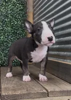 Charlie, a male Bull Terrier for sale in West Plains, MO – 4 of 4
