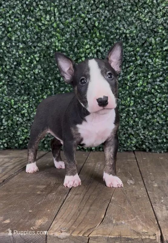 Charlie – Bull Terrier puppy for sale in West Plains, MO