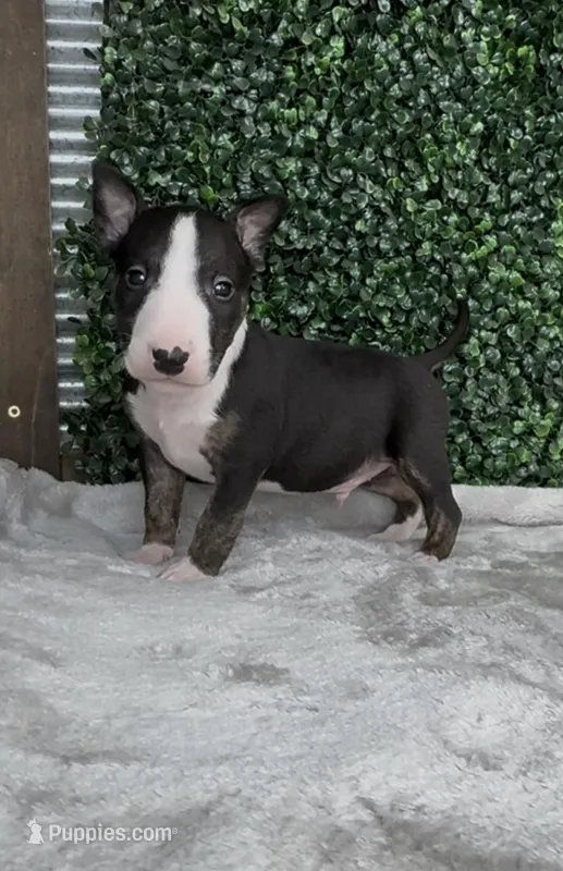 Charlie – Bull Terrier puppy for sale in West Plains, MO