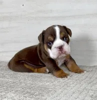 Jill, a female English Bulldog for sale in West Plains, MO – Photo 4 of 9