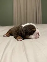 Jill, a female English Bulldog for sale in West Plains, MO – Photo 6 of 9