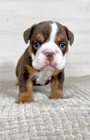 Jill, a female English Bulldog for sale in West Plains, MO – Photo 2 of 9