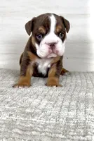 Jill, a female English Bulldog for sale in West Plains, MO – Photo 3 of 9