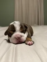 Jill, a female English Bulldog for sale in West Plains, MO – Photo 9 of 9