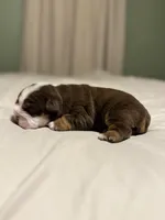 Jill, a female English Bulldog for sale in West Plains, MO – Photo 8 of 9