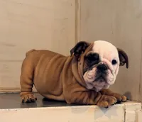 Sophie, a female English Bulldog for sale in West Plains, MO – Photo 6 of 6