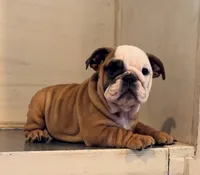 Sophie, a female English Bulldog for sale in West Plains, MO – Photo 2 of 6