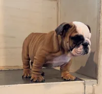 Sophie, a female English Bulldog for sale in West Plains, MO – Photo 3 of 6