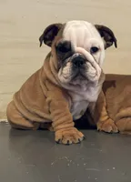 Sophie, a female English Bulldog for sale in West Plains, MO – Photo 1 of 6