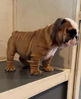 Sophie, a female English Bulldog for sale in West Plains, MO – Photo 5 of 6