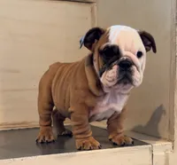 Sophie, a female English Bulldog for sale in West Plains, MO – Photo 4 of 6