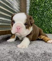 Moose, a male English Bulldog for sale in West Plains, MO – 6 of 6