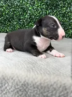 Doc Holiday, a male Bull Terrier for sale in West Plains, MO – Photo 3 of 4