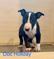 Doc Holiday, a male Bull Terrier for sale in West Plains, MO – Photo 1 of 4