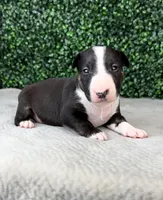 Doc Holiday, a male Bull Terrier for sale in West Plains, MO – Photo 2 of 4
