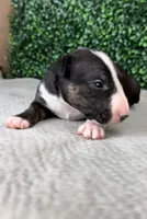 Doc Holiday, a male Bull Terrier for sale in West Plains, MO – Photo 4 of 4
