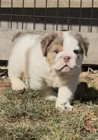 Poppy, a female English Bulldog for sale in West Plains, MO – Photo 3 of 4